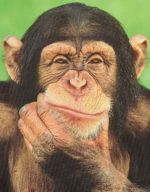 Thoughtful Chimpanzee